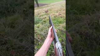 Download lagu Hare hunting goes wrong, how did I miss That? mp3