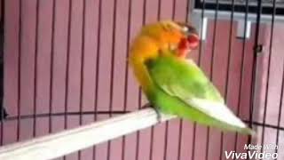 Download lagu Terkuak rahasia Lovebird konslet mp3