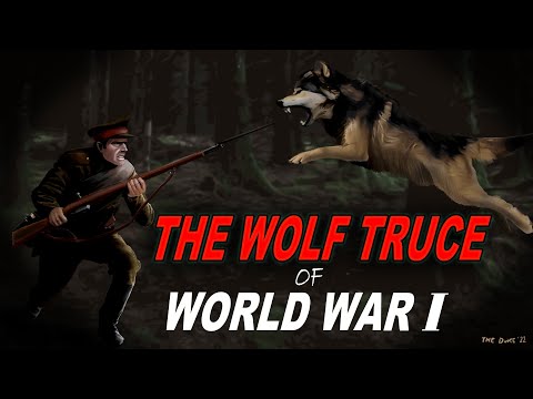 Wolf Truce 1914 World War 1 | Shocking Story