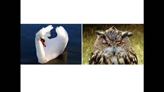 The Swan and the Owl: A Fable About Identity