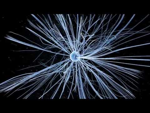 Lee Negin, "the lesser gods"