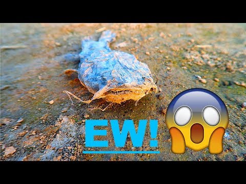 SO GROSS FISH WE FOUND AT THE LAKE! Video