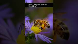 Download lagu #bees #love #music #song #universe mp3