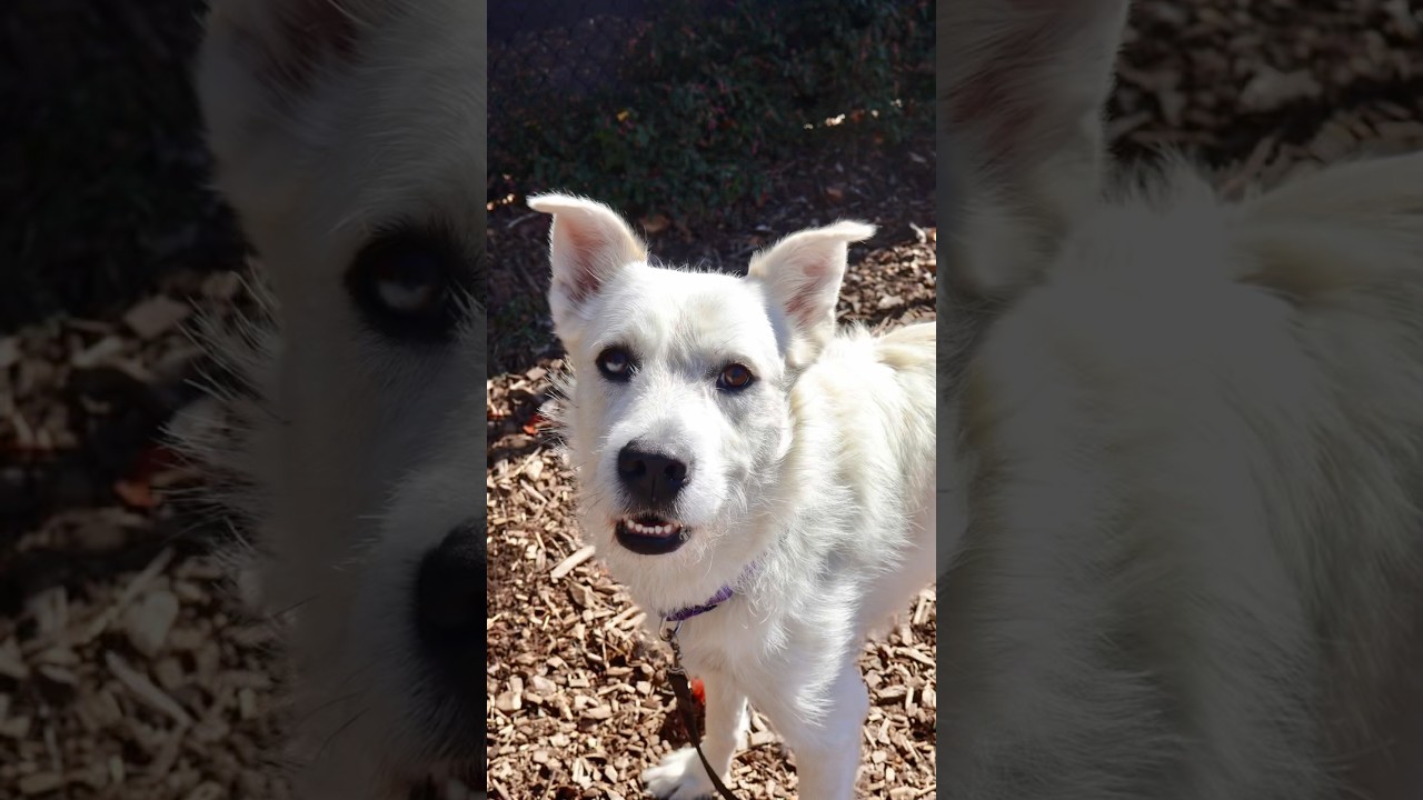 Enlarge Larry , an adoptable mixed breed in Briarcliff Manor, NY video 2/3