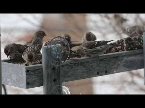 Mondays with Martha #42 - Common Redpolls