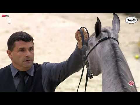 N 29 AJ KAYYA   Dubai International Arabian Horse Championship 2021   Yearling Fillies Class 2B