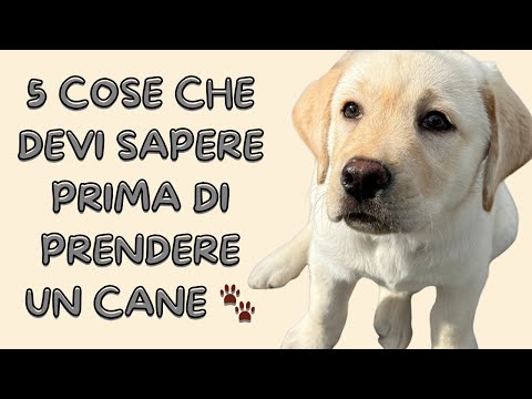 5 Cose Che Devi Sapere Prima Di Prendere Un Cane