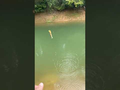 Fishing #lurefishing