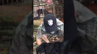 preview picture of video 'Rottweiler mặt nhăn dòng đại cần rã bầy'