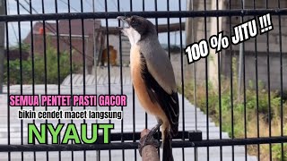 Download lagu burung cendet gacor TEMBAKAN MEWAH untuk PANCINGAN CENDET AGAR BUNYI bikin BURUNG PENTET GACOR EMOSI mp3