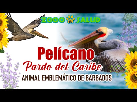 , title : 'PELÍCANO PARDO DEL CARIBE, ANIMAL EMBLEMÁTICO DE BARBADOS'