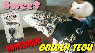 HOW TO PUT A LEASH ON A TEGU || JULY 2017