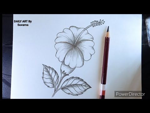 How To Draw a 🌺 Hibiscus Flower With Pencil