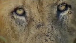 Man-Eating Lions | Ultimate Killers | BBC Studios
