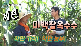 제천 !! 미백 찰옥수수 착한농부님의 착한 가격 에 농장 직거래합니다
