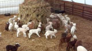 Ring around the bail of hay
