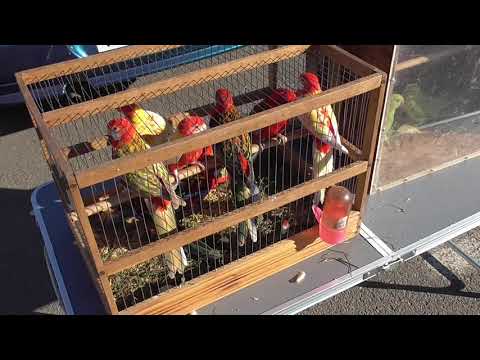 Ярмарка птиц г.Ростов на дону 7.10.2018г.1часть