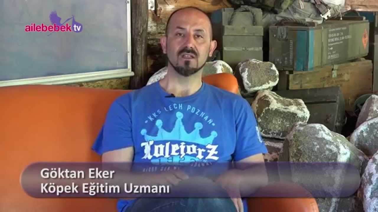 Çocuk köpek istiyorsa ne yapılmalı?