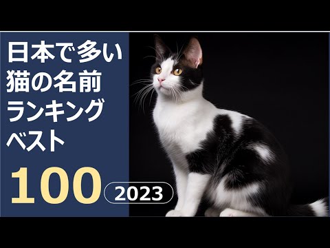黒猫の名前