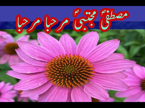 Mustafa Mujtaba (PBUH) Marhaba Marhaba | Hayya Alal Falah | Naat