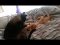 Siamese Cat Fights Orange Tabby Kitten Cute Gets Intense