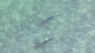 School of sharks spotted off Dania Beach