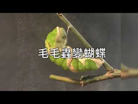 很多蝴蝶