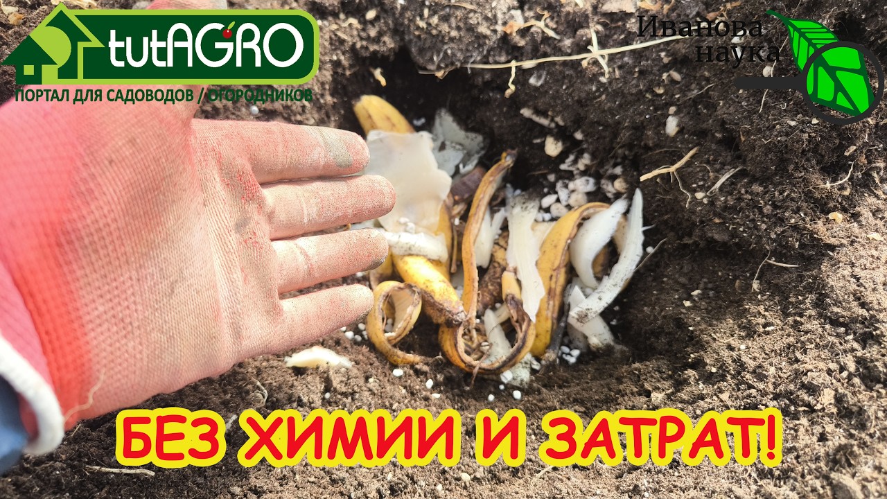 Секрет ЖИВОЙ ЗЕМЛИ: что положить в почву, чтобы урожай был в 2 раза больше. Ого