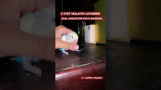 Download lagu melatih lovebird gampang di buat jinak #burung #lovebirds #roseicollis #jinak #anakanburung #aviary mp3