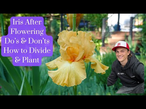 IRIS after Flowering Do's & Don'ts - How to Divide & Replant - Bearded Iris germanica