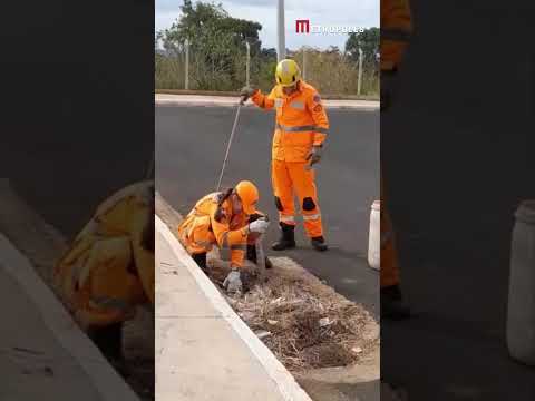 Jiboia presa em boca de lobo é resgatada pelos bommbeiros em Araguari, Minas Gerais