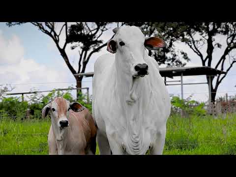 SINO AGROPECUÁRIA - VACA NELORE - I3343 SINO - SINO 3343