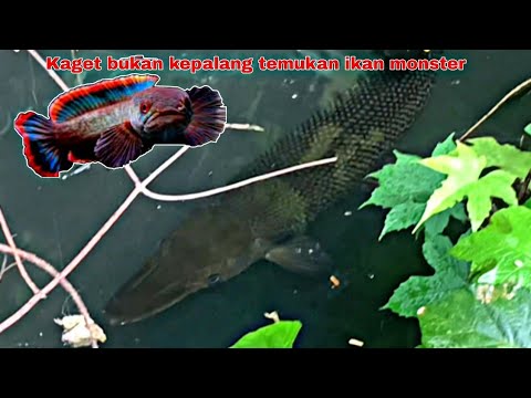 MENGERIKAN !!! Mancing Channa Limbata Di sungai Temukan Ikan Monster Besar