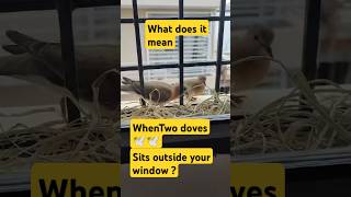 What does it mean when two doves sits outside your window? #dove  #youtubeshorts @ARAHappyworld.24