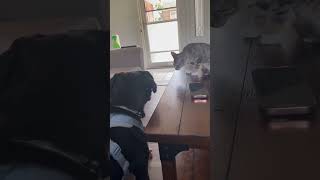 Video preview image #1 American Pit Bull Terrier-Labrador Retriever Mix Puppy For Sale in Germantown, OH, USA