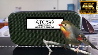 Download lagu ROBIN [PANCINGAN SUARA BURUNG ROBIN] │ SUARA JERNIH & TANPA IKLAN!!! mp3