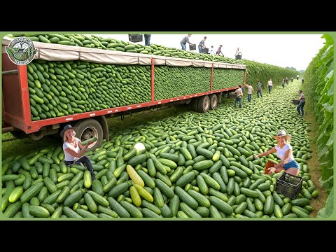 Modern Agriculture Machines on Another Level - Farmers Haul Billion Tons of Food In Biggest Harvests