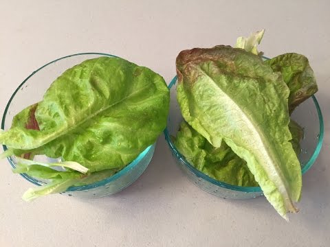 Soil Vs Hydroponic 01 - Can You Taste The Difference - Red Lettuce