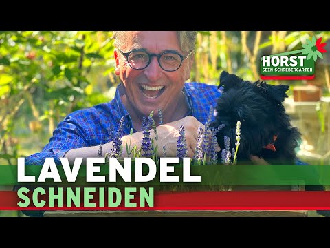 Wie und wann schneidet man eigentlich Lavendel? – 5 Tipps | Horst sein Schrebergarten