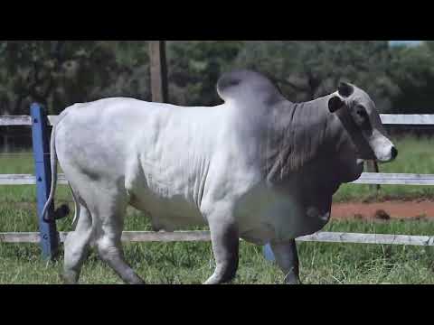 NELORE VRJO- CARBONO FIV DA VRJO - VRJO A7023