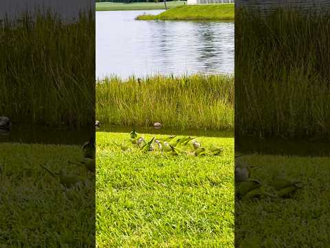 🦜Silver Fox Golf🦜Doral Miami-Florida-2025