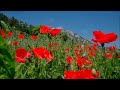 Surah Rehman With Urdu Translation Qari Abdul Basit No Ads
