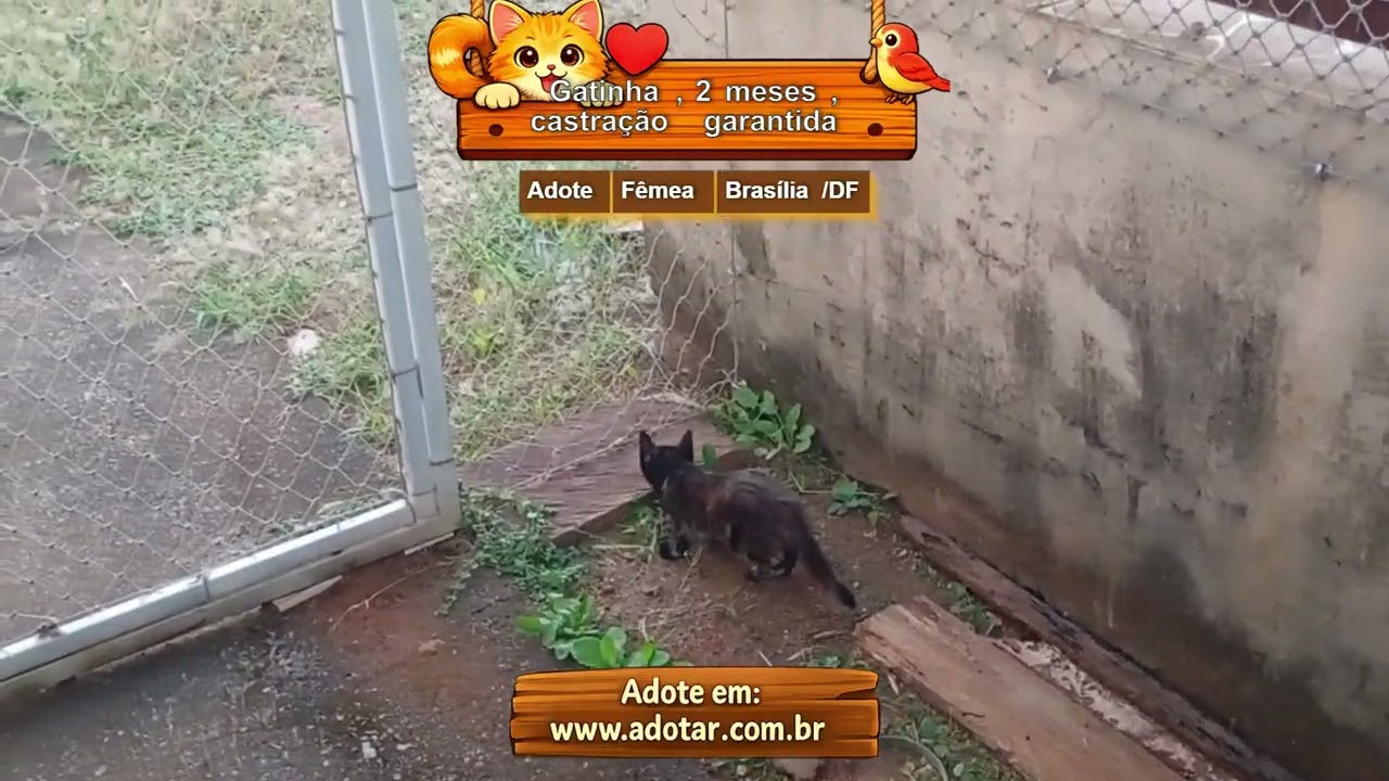 Gato raça SRD-ViraLata idade Abaixo de 2 meses nome Gatinha, 2 meses, vacinas e castração garantidas