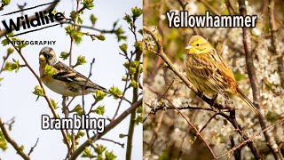 Yellowhammer and Brambling | Harrington Airfield | UK WILDLIFE and NATURE Photography