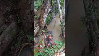 Download lagu mancing ikan nilem di air keruh #mancing #mancingdisungai #mancingmania mp3