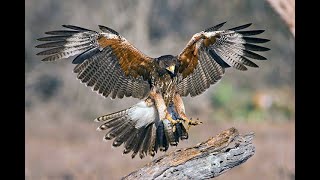 Download lagu Звуки яструба! Для відпугування пташок! | Sounds of a hawk! 2 hour version! To scare away the birds! mp3