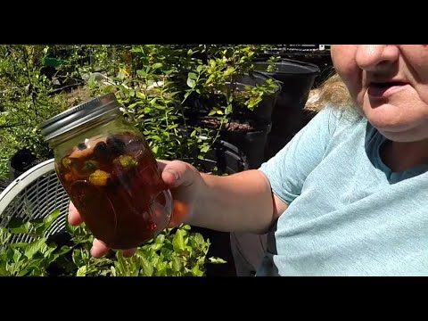YouTube video about: How to make toothache plant tincture?