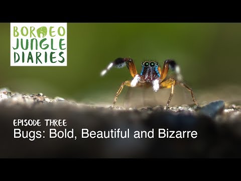 Borneo Jungle Diaries: Episode Three - Bugs: Bold, Beautiful and Bizarre [UHD/4K] SZtv