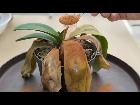 I use this solution and it worked!!! You should try it too