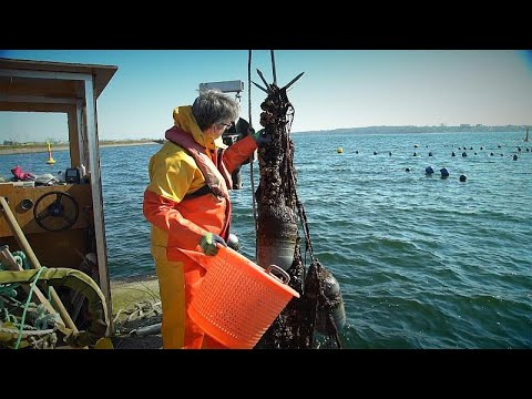 Mussel farms fight against pollution in the Baltic; one of the most polluted seas in the world